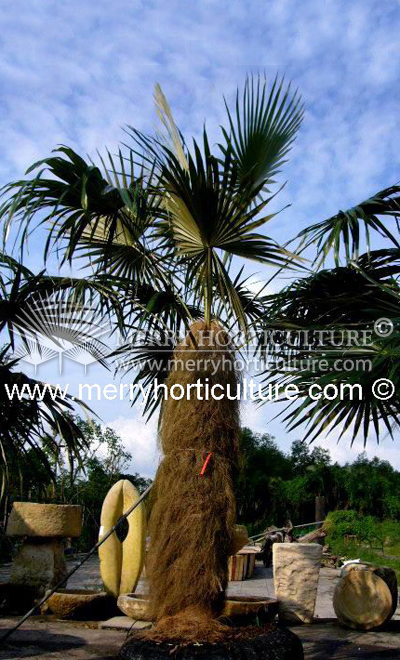 Cocothrinax crinita (Old man palm)